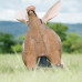Wildcrete Aardvark